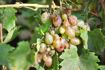 Wrinkled grapes on the vine
