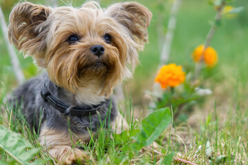 Yorkshire Terrier puppy sitting on the grass close to flowers. Funny small York puppy on golden hour time photography. close up