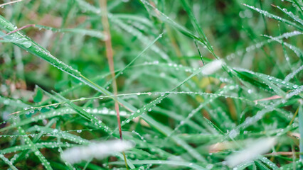 Close-up of dew on the grass in rainy weather