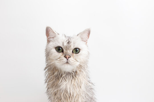 Funny wet white cute cat, after bathing, on white background