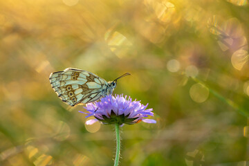 A beautiful summer insect on the Latin drinks a flower nectar