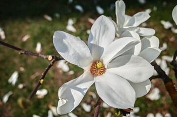 white magnolia flower