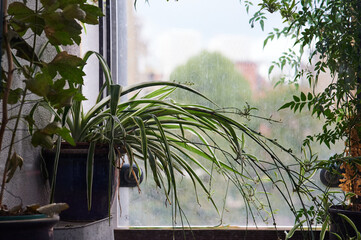 spider plant with pups or spiderettes on balcony in summer