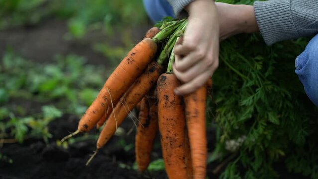 Woman farmer holding a bunch of fresh crop of carrots and brushing off the dirt with her hand