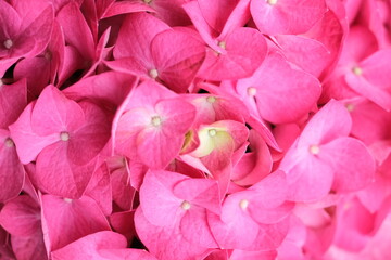 Close up of hydrangea. Ideal for promoting flower business. Selective focus. Beautiful flower.