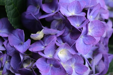 Close up of hydrangea. Ideal for promoting flower business. Selective focus. Beautiful flower.