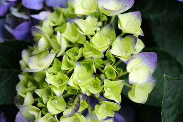 Close up of hydrangea. Ideal for promoting flower business. Selective focus. Beautiful flower.