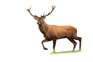 Red deer, cervus elaphus, stag walking on a meadow isolated on white background. Large European mammal with brown fur and big antlers moving from side view cut out on blank.