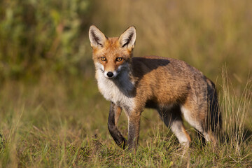 red fox, vulpes vulpes, looking into the camera on a meadow in autumn at sunset. Beast with intense...
