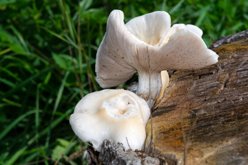 White mushrooms on a tree stub in autumn