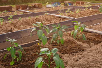 Young bell pepper seedlings planted in a garden bed in farm with selective focus. Home gardening...