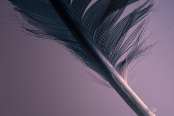 A bird's feather in macro closeup with a structure of details. Bird's feather elements isolated from background.