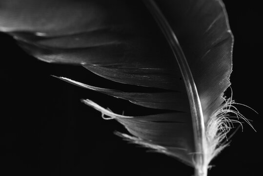 A bird's feather in macro closeup with a structure of details. Bird's feather elements isolated from background.
