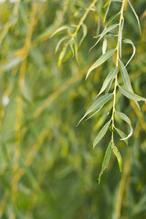 Nature photography, close up willow details, macro with background.