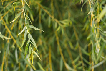 Nature photography, close up willow details, macro with background.