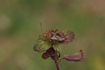 Une petite punaise phytophage sur les fleurs sèches de la mélisse officinale (Rhopalus subrufus)