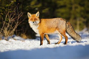 Red fox, vulpes vulpes, looking into the camera on white snow in winter. Wild carnivore with orange fur illuminated by evening sun. Animal wildlife in nature.