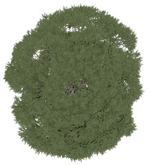 3d rendering of  Cedrus Libani PNG vegetation tree for compositing or architectural use. No Backround. 