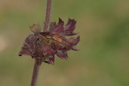 Une petite punaise phytophage sur les fleurs s&egrave;ches de la m&eacute;lisse officinale (Rhopalus subrufus)