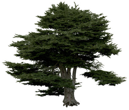 3d rendering of  Cedrus Libani PNG vegetation tree for compositing or architectural use. No Backround. 