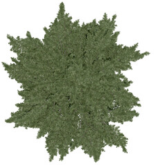 3d rendering of  Cedrus Libani PNG vegetation tree for compositing or architectural use. No Backround. 
