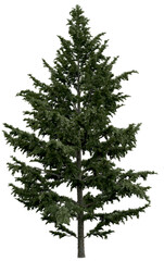 3d rendering of  Cedrus Libani PNG vegetation tree for compositing or architectural use. No Backround. 