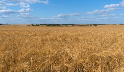 beautiful field with ripe wheat and blue sky