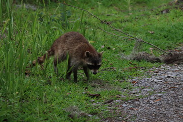 Raccoon