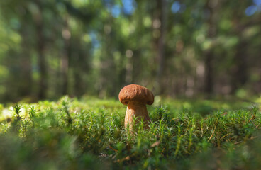 The white mushroom grew in a moss-covered forest clearing among tall trees