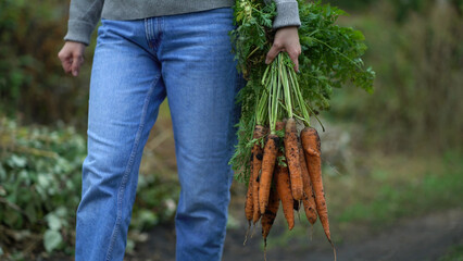 a woman farmer walks along a rural road and carries fresh carrots holding a bunch of haulm with her hand