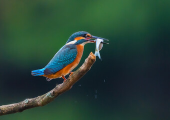 Common kingfisher (Alcedo atthis) Eurasian kingfisher and river kingfisher sitting on a branch with freshly caught fish