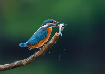 Fotobehang IJsvogel Common kingfisher (Alcedo atthis) Eurasian kingfisher and river kingfisher sitting on a branch with freshly caught fish  © Игорь Кляхин