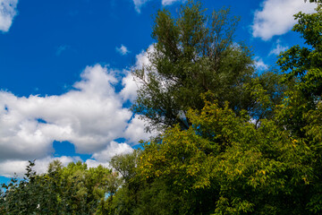 Obraz premium Forest canopy in Mako near the river Maros
