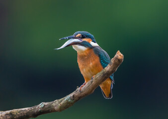 Common kingfisher (Alcedo atthis) Eurasian kingfisher and river kingfisher tries to swallow large fish
