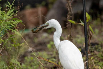 great white heron