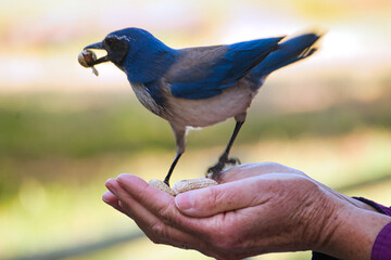 blue bird on hand