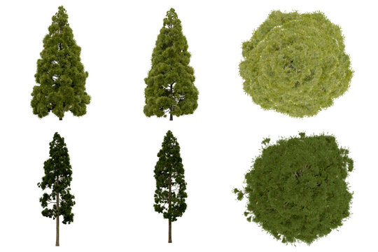 3d rendering of  Cryptomeria Japonica PNG vegetation tree for compositing or architectural use. No Backround. 