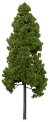 3d rendering of  Cryptomeria Japonica PNG vegetation tree for compositing or architectural use. No Backround. 