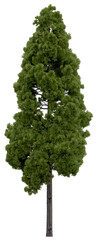 3d rendering of  Cryptomeria Japonica PNG vegetation tree for compositing or architectural use. No Backround. 
