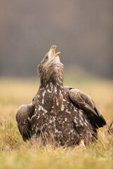 Juvenile white-tailed eagle, haliaeetus albicilla, screeching on a meadow with yellow grass in autumn. Young ea eagle calling and making loud sound in vertical composition.