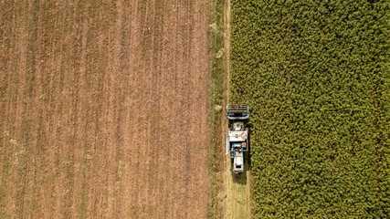 Obraz premium CBD hemp field, thickly planted stems of green industrial plants, top down aerial shot.