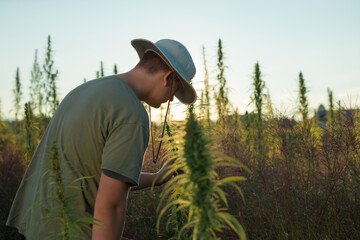 Naklejka na ściany i meble Farmer checking and looking at CBD hemp plants on cannabis plantation field