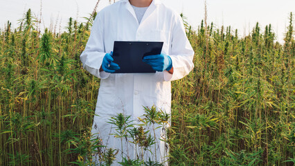 Scientist in a white coat, with blue protective gloves writing data collected by examining cannabis plants on CBD hemp field