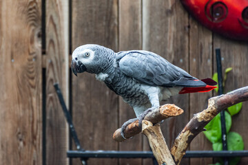 Obraz premium African grey parrot on a branch