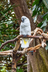 White umbrella cockatoo on a branch