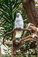 White umbrella cockatoo on a branch