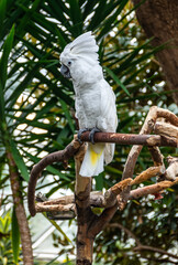 White umbrella cockatoo on a branch