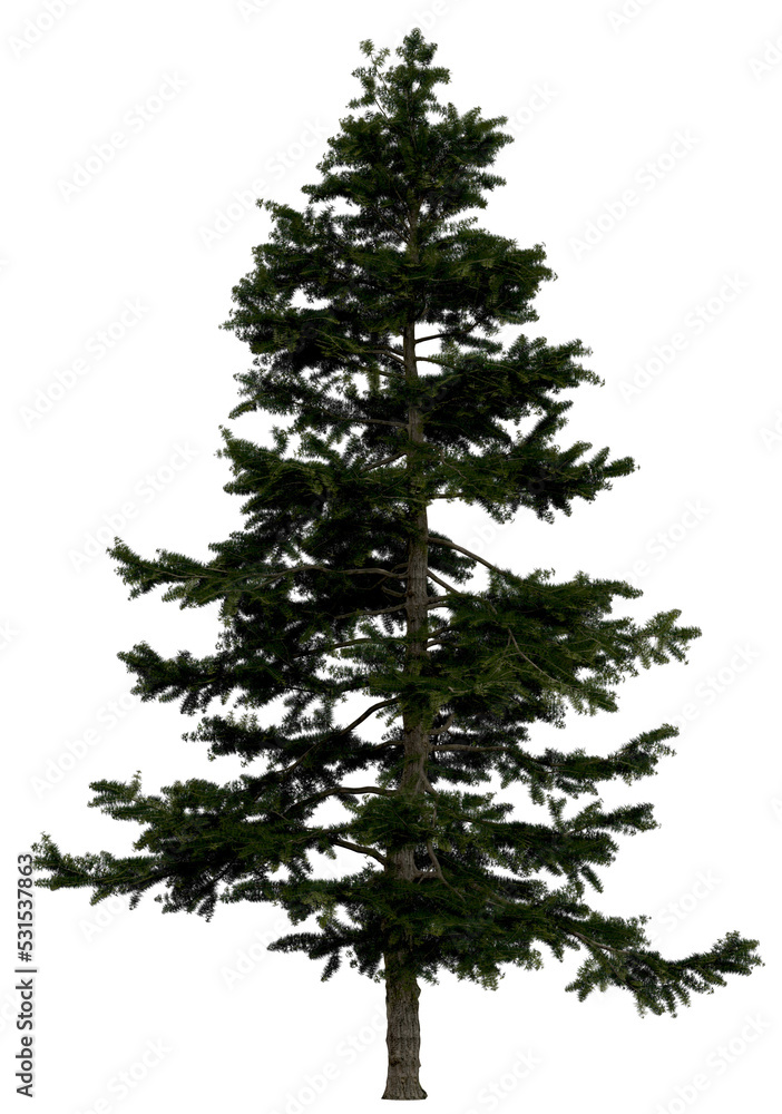Wall mural 3d rendering of larix decidua png vegetation tree for compositing or architectural use. no backround