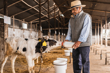 Farmer giving milk to a calf using a feeding bottle