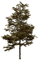 3d rendering of  Larix Decidua PNG vegetation tree for compositing or architectural use. No Backround. 